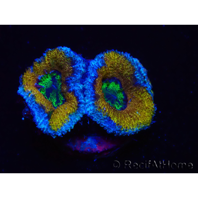 WYSIWYG Micromussa lordhowensis (ex Acanthastrea) 6G2