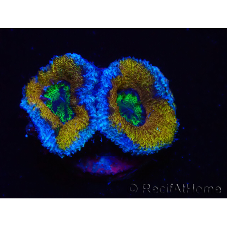 WYSIWYG Micromussa lordhowensis (ex Acanthastrea) 6G2