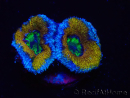 WYSIWYG Micromussa lordhowensis (ex Acanthastrea) 6G2