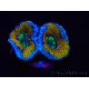 WYSIWYG Micromussa lordhowensis (ex Acanthastrea) 6G2