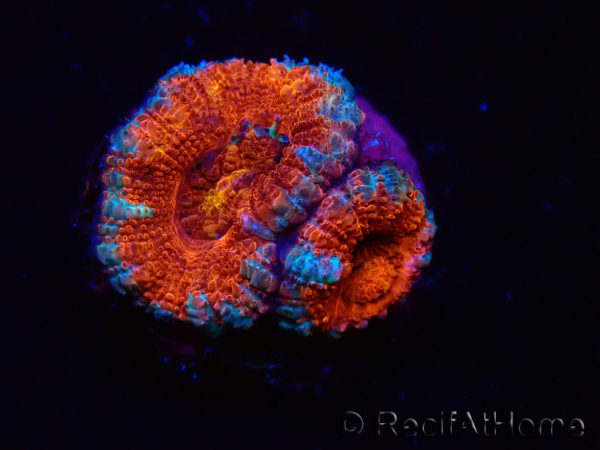 WYSIWYG Micromussa lordhowensis (ex Acanthastrea) 6G3