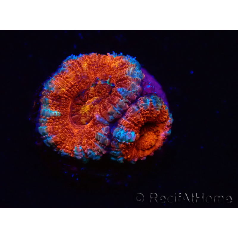 WYSIWYG Micromussa lordhowensis (anteriormente Acanthastrea) 6G3