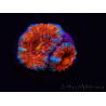 WYSIWYG Micromussa lordhowensis (anteriormente Acanthastrea) 6G3