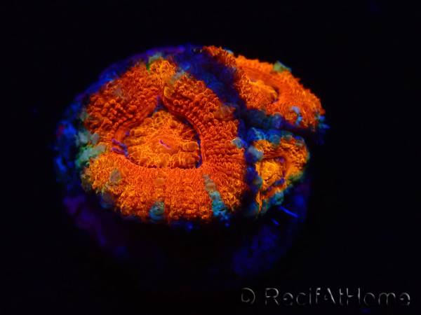 WYSIWYG Micromussa lordhowensis (ex Acanthastrea) 6G4