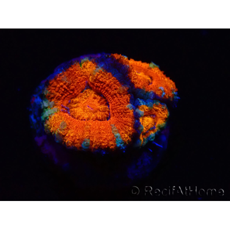 WYSIWYG Micromussa lordhowensis (antes Acanthastrea) 6G4