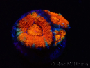 WYSIWYG Micromussa lordhowensis (ex Acanthastrea) 6G4