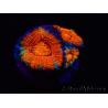 WYSIWYG Micromussa lordhowensis (ex Acanthastrea) 6G4