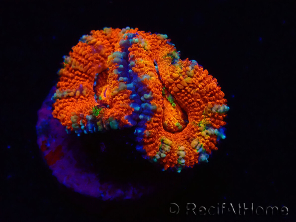 WYSIWYG Micromussa lordhowensis (ex Acanthastrea) 6G5