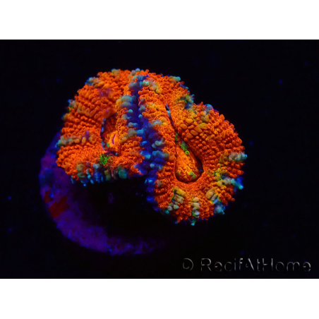 WYSIWYG Micromussa lordhowensis (anteriormente Acanthastrea) 6G5