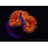 WYSIWYG Micromussa lordhowensis (anteriormente Acanthastrea) 6G5