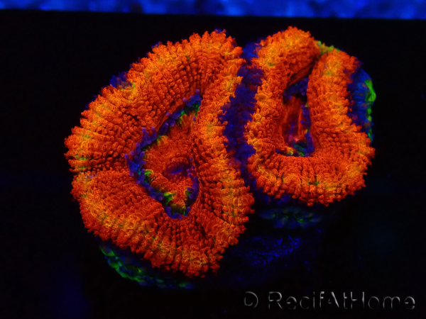 WYSIWYG Micromussa lordhowensis (ex Acanthastrea) 6G6
