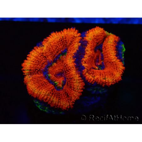 WYSIWYG Micromussa lordhowensis (formerly Acanthastrea) 6G6
