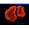 WYSIWYG Micromussa lordhowensis (formerly Acanthastrea) 6G6