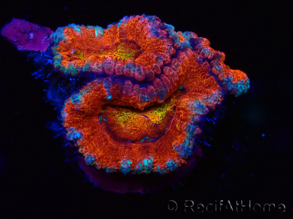 WYSIWYG Micromussa lordhowensis (formerly Acanthastrea) 6G7