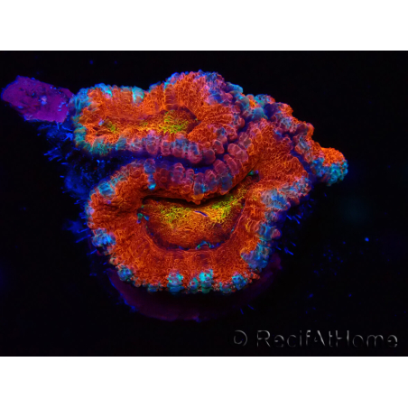 WYSIWYG Micromussa lordhowensis (formerly Acanthastrea) 6G7
