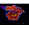 WYSIWYG Micromussa lordhowensis (ex Acanthastrea) 6G7
