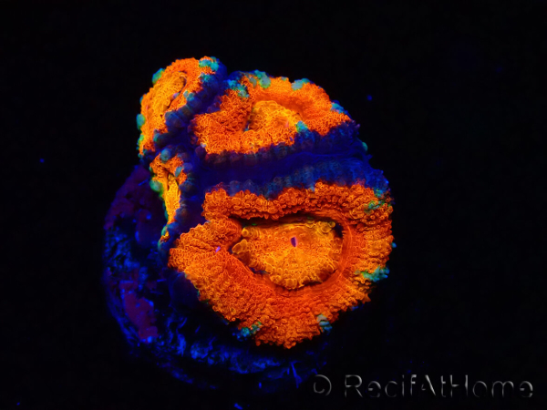 WYSIWYG Micromussa lordhowensis (ex Acanthastrea) 6G8