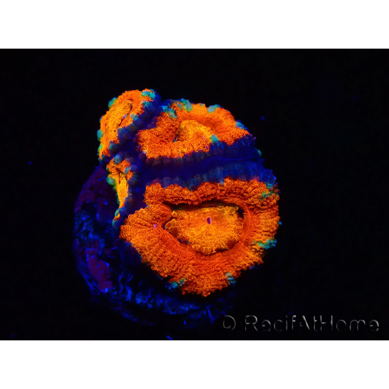 WYSIWYG Micromussa lordhowensis (ehemals Acanthastrea) 6G8