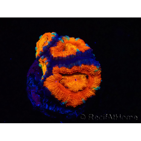 WYSIWYG Micromussa lordhowensis (ex Acanthastrea) 6G8