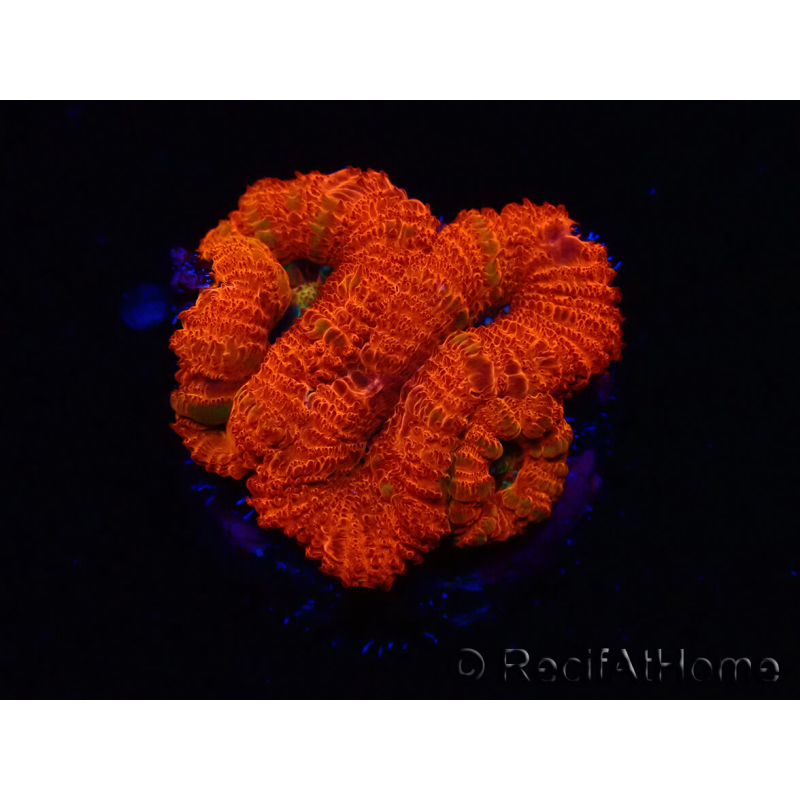 WYSIWYG Micromussa lordhowensis (ex Acanthastrea) 6G9