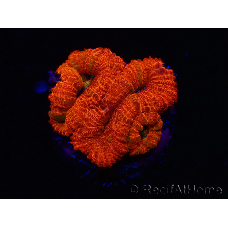 WYSIWYG Micromussa lordhowensis (ex Acanthastrea) 6G9