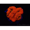 WYSIWYG Micromussa lordhowensis (ex Acanthastrea) 6G9