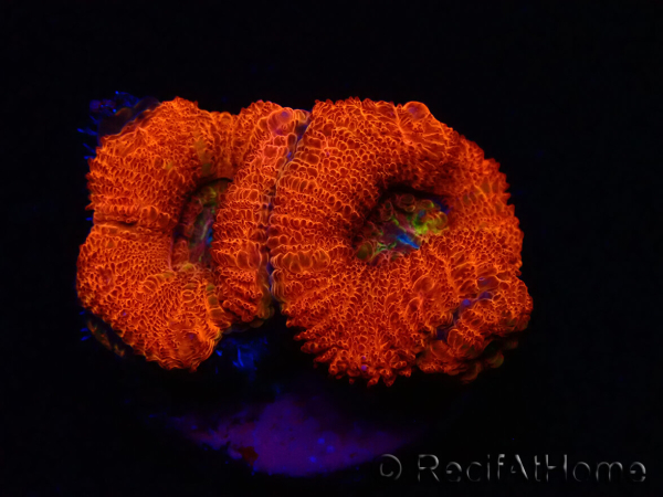 WYSIWYG Micromussa lordhowensis (formerly Acanthastrea) 6K