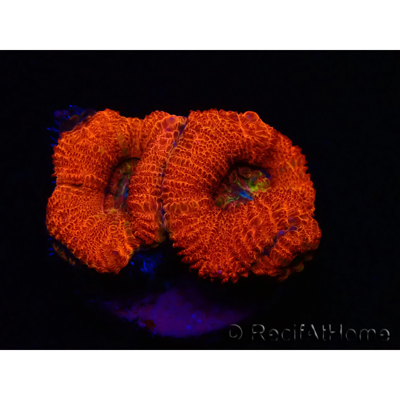 WYSIWYG Micromussa lordhowensis (antes Acanthastrea) 6K