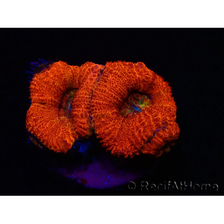 WYSIWYG Micromussa lordhowensis (antes Acanthastrea) 6K