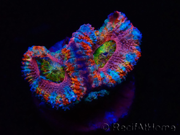 WYSIWYG Micromussa lordhowensis (ex Acanthastrea) 6H1