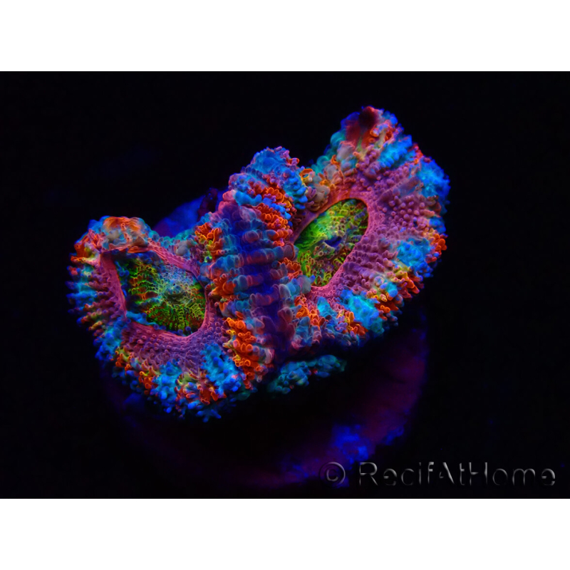 WYSIWYG Micromussa lordhowensis (anteriormente Acanthastrea) 6H1