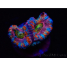 WYSIWYG Micromussa lordhowensis (anteriormente Acanthastrea) 6H1