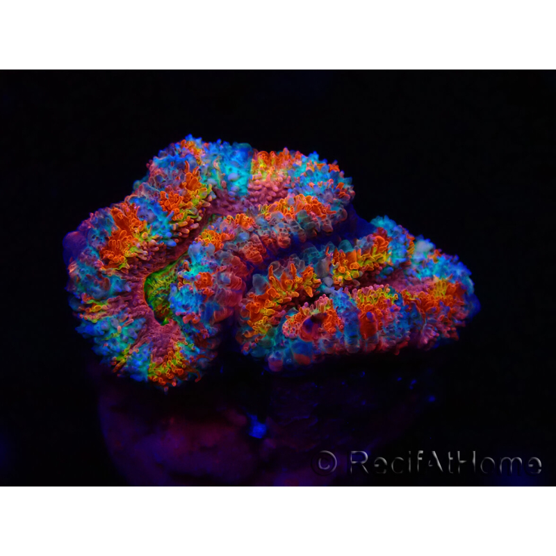 WYSIWYG Micromussa lordhowensis (anteriormente Acanthastrea) 6H2