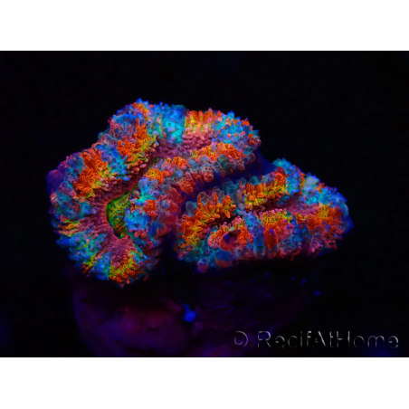 WYSIWYG Micromussa lordhowensis (ex Acanthastrea) 6H2