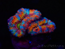 WYSIWYG Micromussa lordhowensis (ex Acanthastrea) 6H2