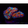 WYSIWYG Micromussa lordhowensis (formerly Acanthastrea) 6H2