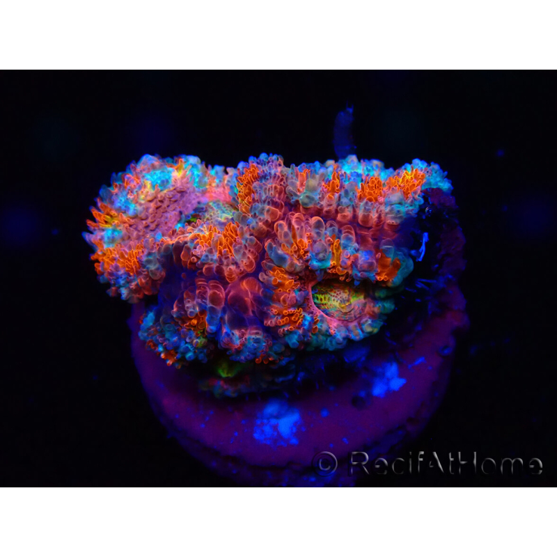 WYSIWYG Micromussa lordhowensis (ehemals Acanthastrea) 6H3