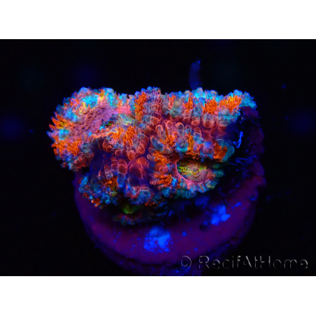 WYSIWYG Micromussa lordhowensis (ex Acanthastrea) 6H3