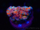 WYSIWYG Micromussa lordhowensis (ex Acanthastrea) 6H3