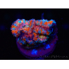 WYSIWYG Micromussa lordhowensis (ex Acanthastrea) 6H3