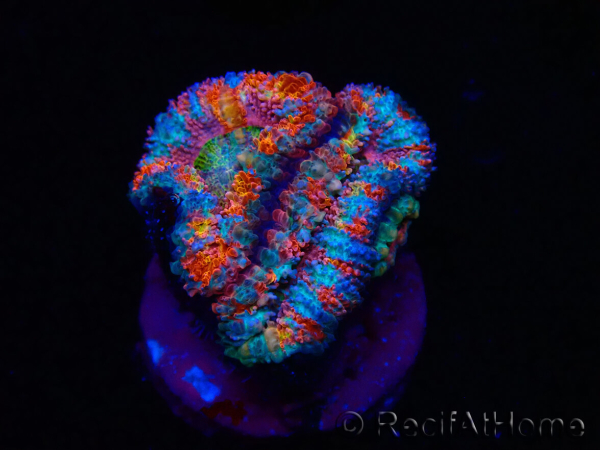 WYSIWYG Micromussa lordhowensis (ex Acanthastrea) 6H4