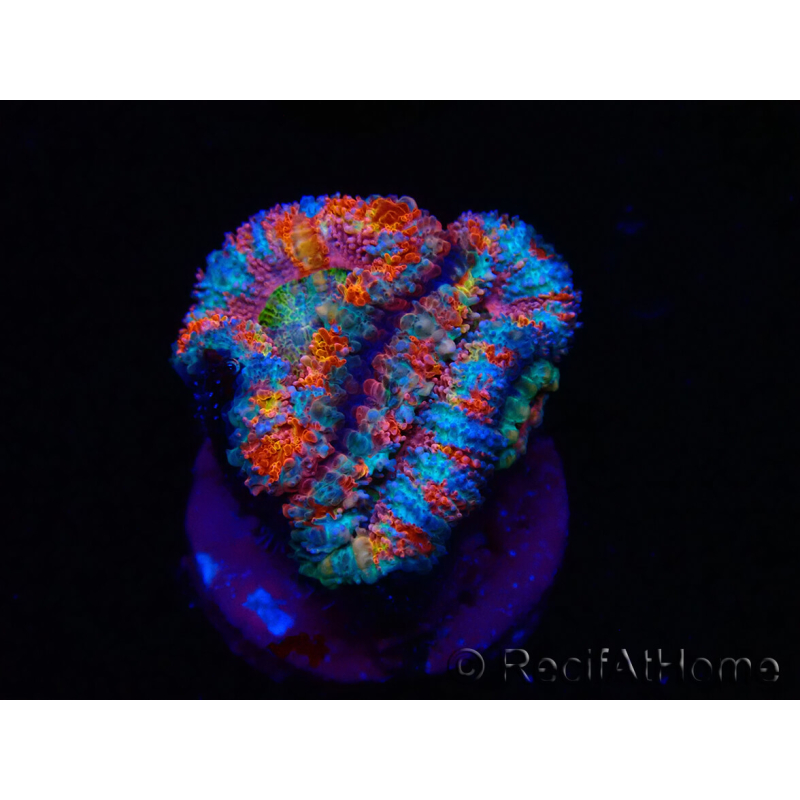 WYSIWYG Micromussa lordhowensis (ex Acanthastrea) 6H4