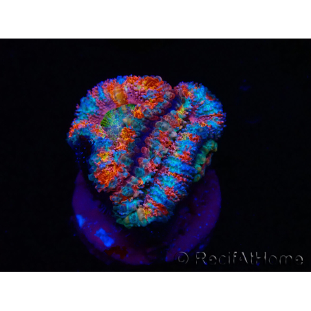 WYSIWYG Micromussa lordhowensis (ex Acanthastrea) 6H4