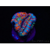 WYSIWYG Micromussa lordhowensis (ex Acanthastrea) 6H4