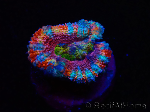 WYSIWYG Micromussa lordhowensis (ex Acanthastrea) 6H5