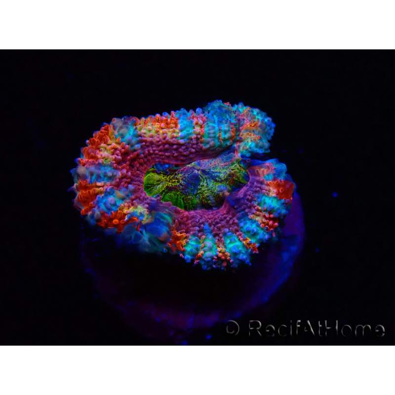 WYSIWYG Micromussa lordhowensis (ex Acanthastrea) 6H5