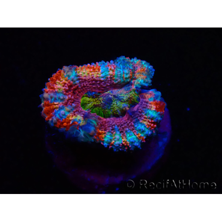 WYSIWYG Micromussa lordhowensis (ex Acanthastrea) 6H5