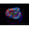 WYSIWYG Micromussa lordhowensis (ex Acanthastrea) 6H5