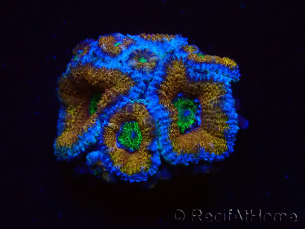 WYSIWYG Micromussa lordhowensis (antes Acanthastrea) 6H6