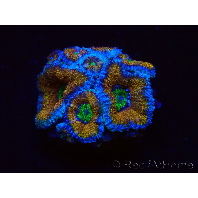 WYSIWYG Micromussa lordhowensis (formerly Acanthastrea) 6H6
